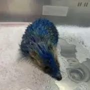 Four arrested after hedgehog spray painted in Leeds United colours