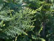 Four Invasive Plants That Could Reduce Home Value by 25%