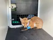 Fox Cub Rescued After Head Trapped in Plastic Bottle for Two Days