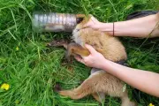 Fox Cub Rescued After Two Days with Head Trapped in Plastic Bottle