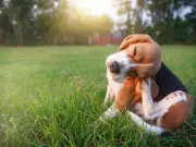 Free Flea Treatment for Pets: Itch Offers First Month Free