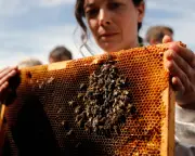 French Beekeepers Furious Over Lifting of Pesticides Ban
