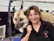 Fresh Allegations of Animal Abuse at Scruffy 2 Fluffy Dog Grooming