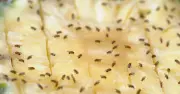 Fruit Flies Banished for Good with Unusual Kitchen Tip