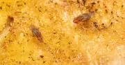 Fruit Flies Keep Returning in Heatwaves: 5-Minute Bin Fix Stops Them