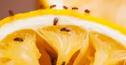 Fruit flies vanish from home with 2 everyday items on windowsill