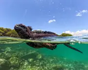 Galápagos Animals and El Niño: Lessons for a Warming World