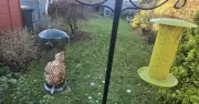 Garden Bird Feeder Attracts Rats: Why I Had to Stop Feeding Birds