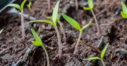 Garden Expert Lists 5 Seeds to Plant in August for Autumn Harvest