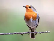 Garden Experts Urge Leaving Water Out for Robins in UK Heatwave