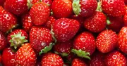 Garden Strawberries Taste Sweeter When Watered With Tomato Feed
