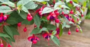 Gardener Names Fuchsia with Four Colours Perfect for Summer Garden