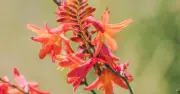 Gardener Names 'Perfect Plant' for Sunny Borders in Mid to Late Summer