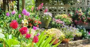 Gardener Reveals 3 Essential Tasks for Summer-Long Blooms