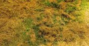 Gardener Reveals Ferrous Sulphate to Kill Moss and Green Lawns