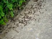 Gardener Reveals Simple Terracotta Pot Trick to Eliminate Ants from Your Garden