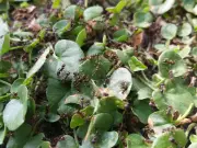 Gardener Reveals Simple Terracotta Pot Trick to Eliminate Ants