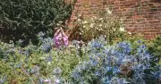 Gardener Reveals Simple Trick to Double Plants for Free This Summer