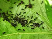 Gardener shares simple terracotta pot trick to banish ants from lawn