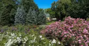 Gardener Warns: Deadheading Flowers Wrong Stops Repeat Blooms
