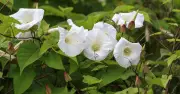 Gardeners can stop bindweed growing back with two simple tasks