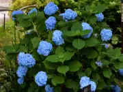 Gardener's Coffee Ground Hack Turns Hydrangeas 'Deepest Blue'