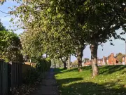 Gardeners Face £20k Fine for Cutting Neighbour's Trees Without Check