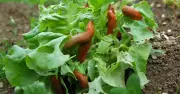 Gardener's Top Hack: Use Copper Mesh to Instantly Deter Slugs from Plants