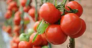 Gardeners Urged to Add Epsom Salts to Soil for Juicier Tomatoes