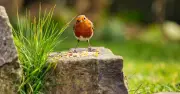 Gardeners Urged to Add One Item to Birdbaths to Attract Robins
