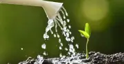 Gardeners Urged to Avoid Watering These 3 Plants in UK Heatwave
