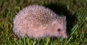 Gardeners Urged to Clean Water Daily in July to Protect Hedgehogs