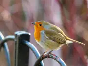 Gardeners Urged to Clean Water Daily in July to Protect Robins and Hedgehogs