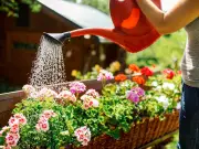 Gardeners Urged to Cover Plants with Frost Fleece During Heatwaves