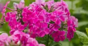 Gardeners Urged to Deadhead Plants in July for Continuous Flowering