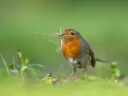 Gardeners Urged to Do 1 Simple Task to Help Protect Robins This Summer