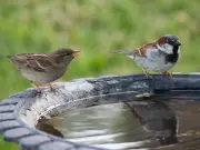 Gardeners Urged to Do Simple 1-Minute Task Daily in July to Help Birds
