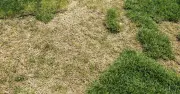 Gardeners Urged to Feed Lawns This Sunday to Revive Brown Grass