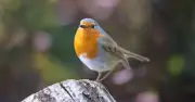 Gardeners Urged to Feed Mealworms to Robins This Summer