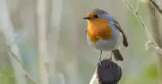 Gardeners Urged to Help Robins by Leaving Water Not Birdseed in Heatwave