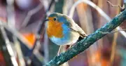 Gardeners Urged to Help Robins Survive Summer Heat with Simple Water Source