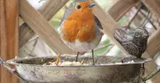 Gardeners Urged to Leave Apples and Pears for Birds in July