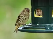 Gardeners Urged to Leave Apples and Pears for Birds This July