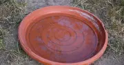 Gardeners Urged to Place Bowl of Water in Shade for Wildlife