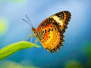 Gardeners Urged to Plant Key Shrubs This Summer to Attract Bees and Butterflies