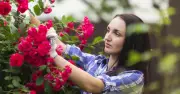 Gardeners urged to plant nerine, colchicum, sternbergia now for autumn colour