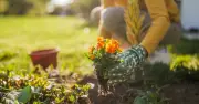 Gardeners Urged to Plant Two Drought-Tolerant Flowers Before End of July