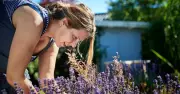 Gardeners Urged to Propagate Lavender in July for Vibrant Blooms