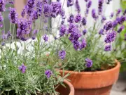 Gardeners Urged to Protect 5 Plants During UK Heatwave