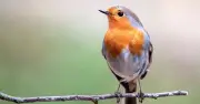 Gardeners Urged to Provide Water for Robins During UK Heatwave
